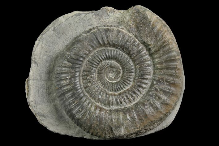 Ammonite (Dactylioceras) Fossil - England #174281